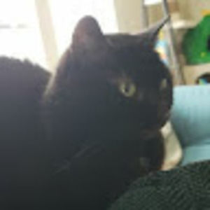 Meet your Posher, Caspian